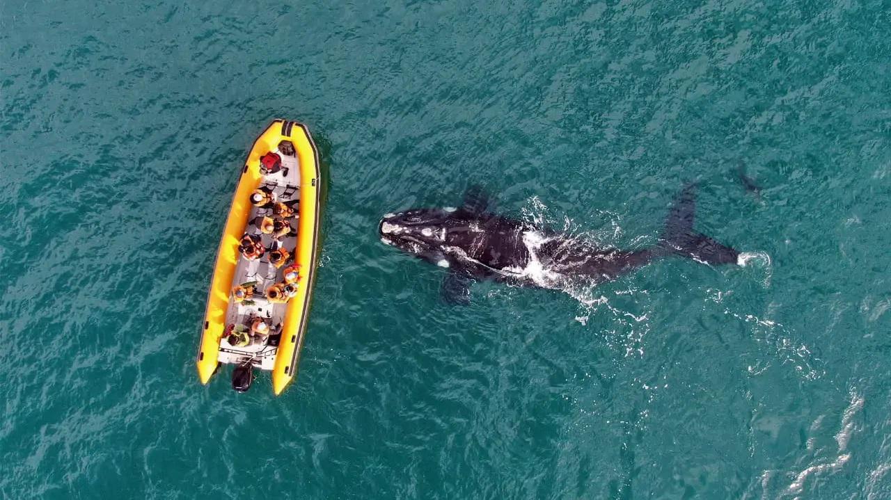 Un pionero del avistaje de fauna marina navega todo el a&ntilde;o en el Golfo San Mat&iacute;as