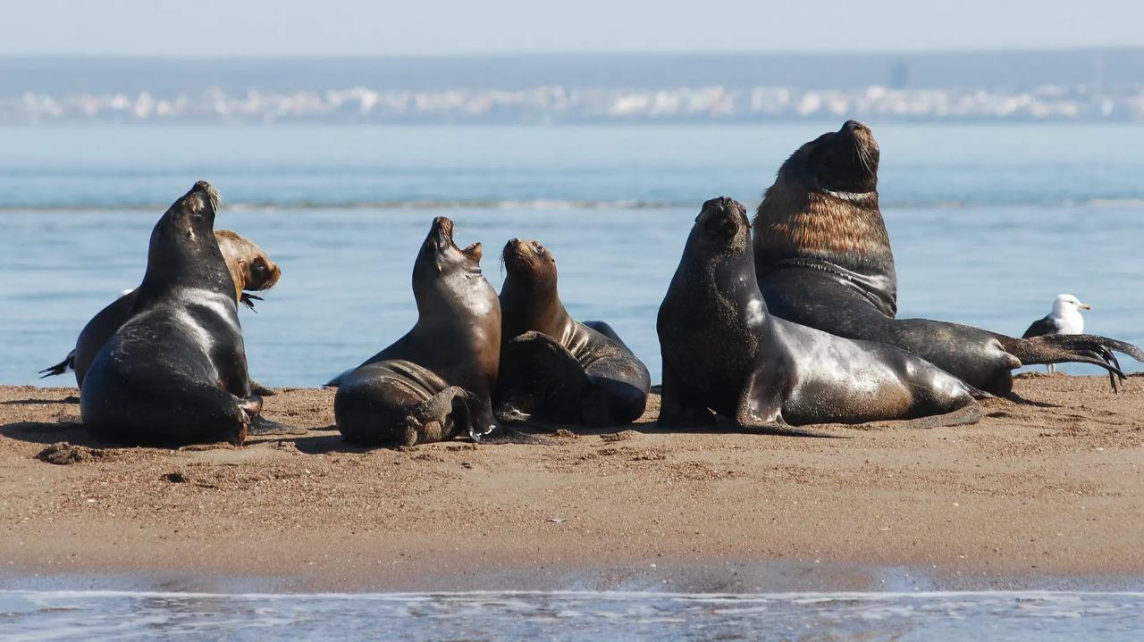 M&aacute;s de 180 km de playa del Camino de la Costa invitan a disfrutar el Avistaje de Fauna Marina y Costera  