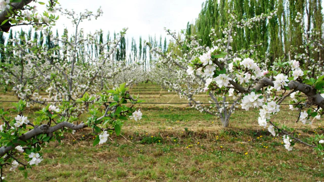 R&iacute;o Negro presentar&aacute; la primavera tur&iacute;stica entre chacras florecidas 