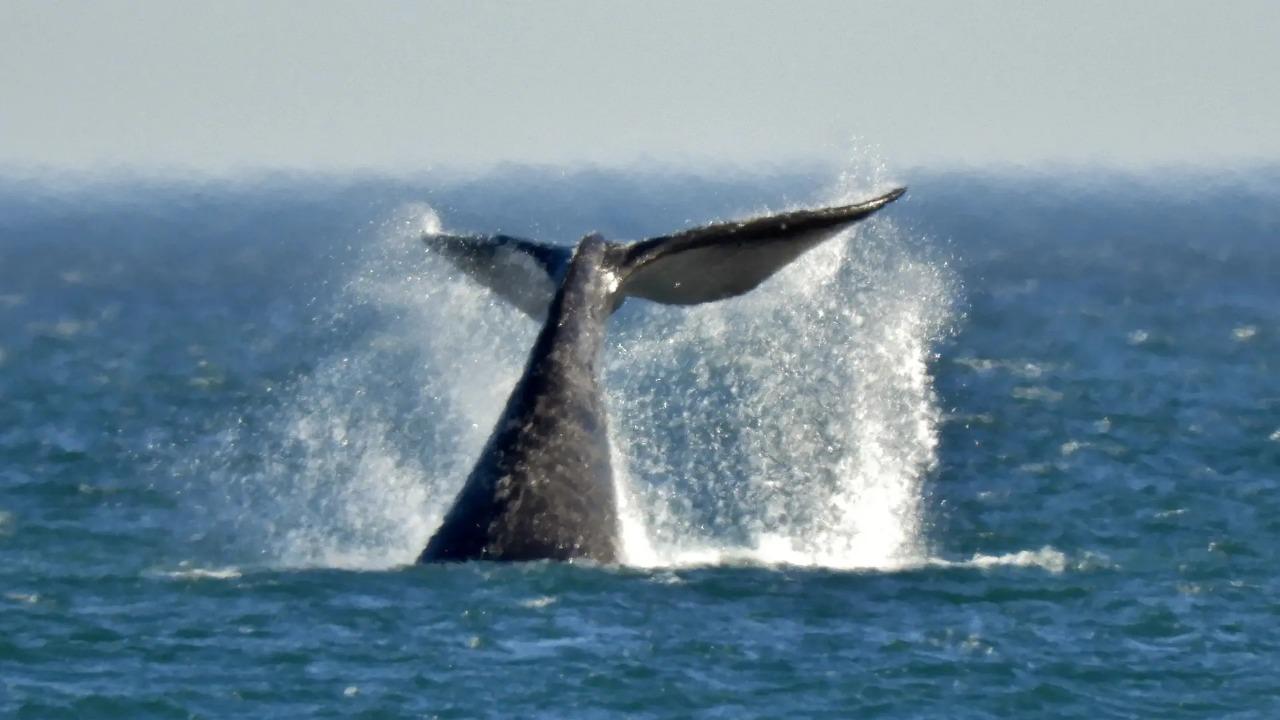 Fauna renovada, paisajes y deportes: sent&iacute; lo &eacute;pico del mar en primavera 