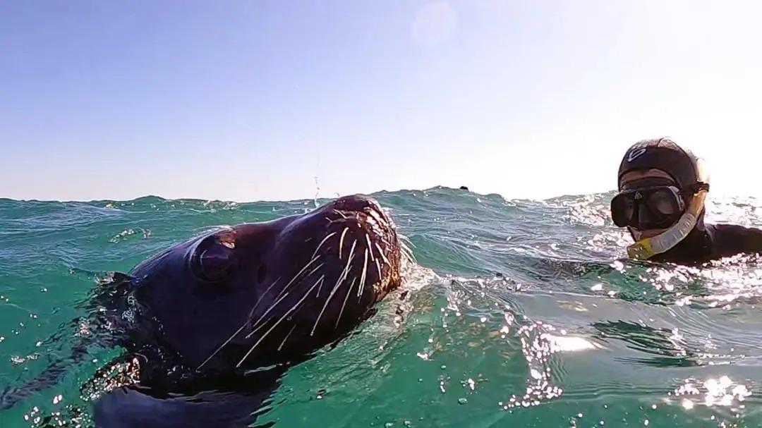 Sent&iacute; lo &eacute;pico de nadar en las aguas rionegrinas junto a los lobos marinos