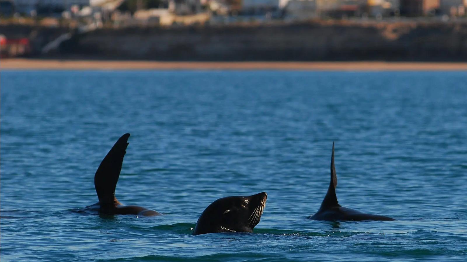 La Temporada de Avistaje de Fauna Marina, cada vez m&aacute;s cerca