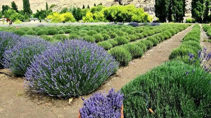 Villa Llanqu&iacute;n celebra la lavanda con un festival de aroma y color