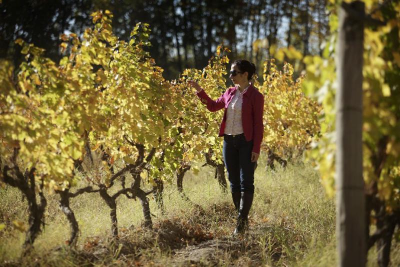 Caminos del Vino: un oto&ntilde;o con sabores, paisajes dorados y la historia vitivin&iacute;cola de R&iacute;o Negro