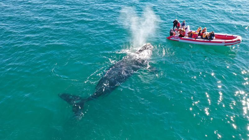 El golfo San Mat&iacute;as se prepara para vivir a pleno una nueva temporada de avistaje de fauna marina