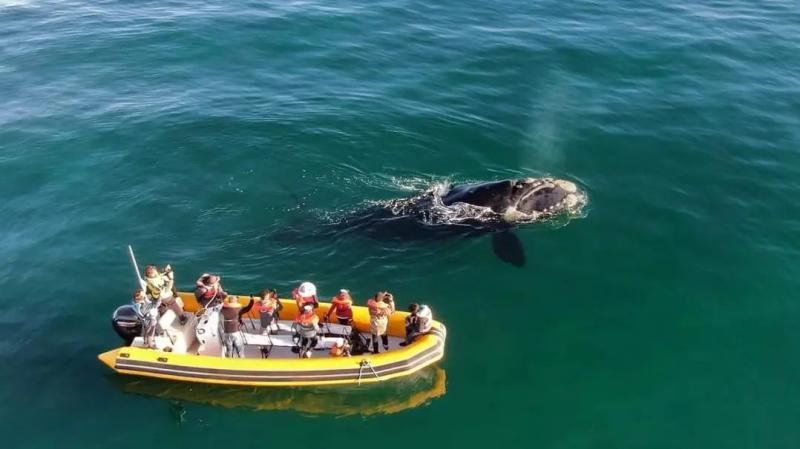 Avistaje de fauna marina en el Golfo San Mat&iacute;as: un mundo por descubrir