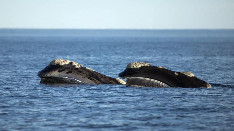 Se present&oacute; la primera plataforma virtual para monitoreo de fauna marina en el Golfo San Mat&iacute;as