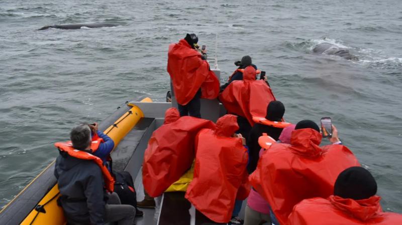 Las ballenas sorprendieron a un grupo de periodistas en el Puerto del Este 