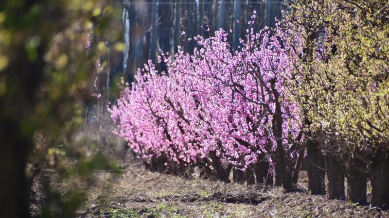 Entre r&iacute;os y chacras florecidas, los valles palpitan la primavera 