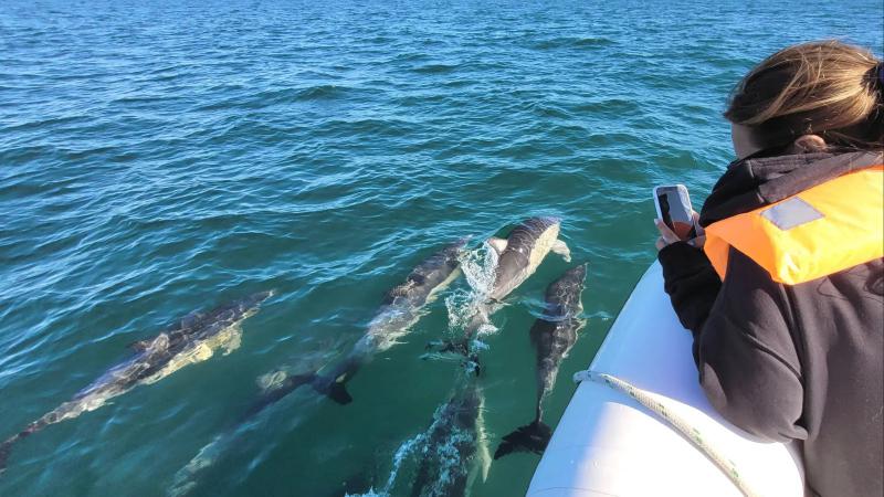 Viv&iacute; la aventura de navegar con delfines en el Golfo San Mat&iacute;as 