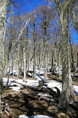 CIRCUITO TRAIL RUNNING - CROSS SALVAJE - BARILOCHE TRAIL EXPERIENCE