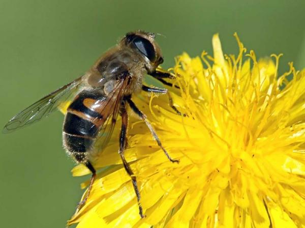 Resoluci&oacute;n contra el uso y comercializaci&oacute;n de insecticidas neonicotinoides en Bariloche