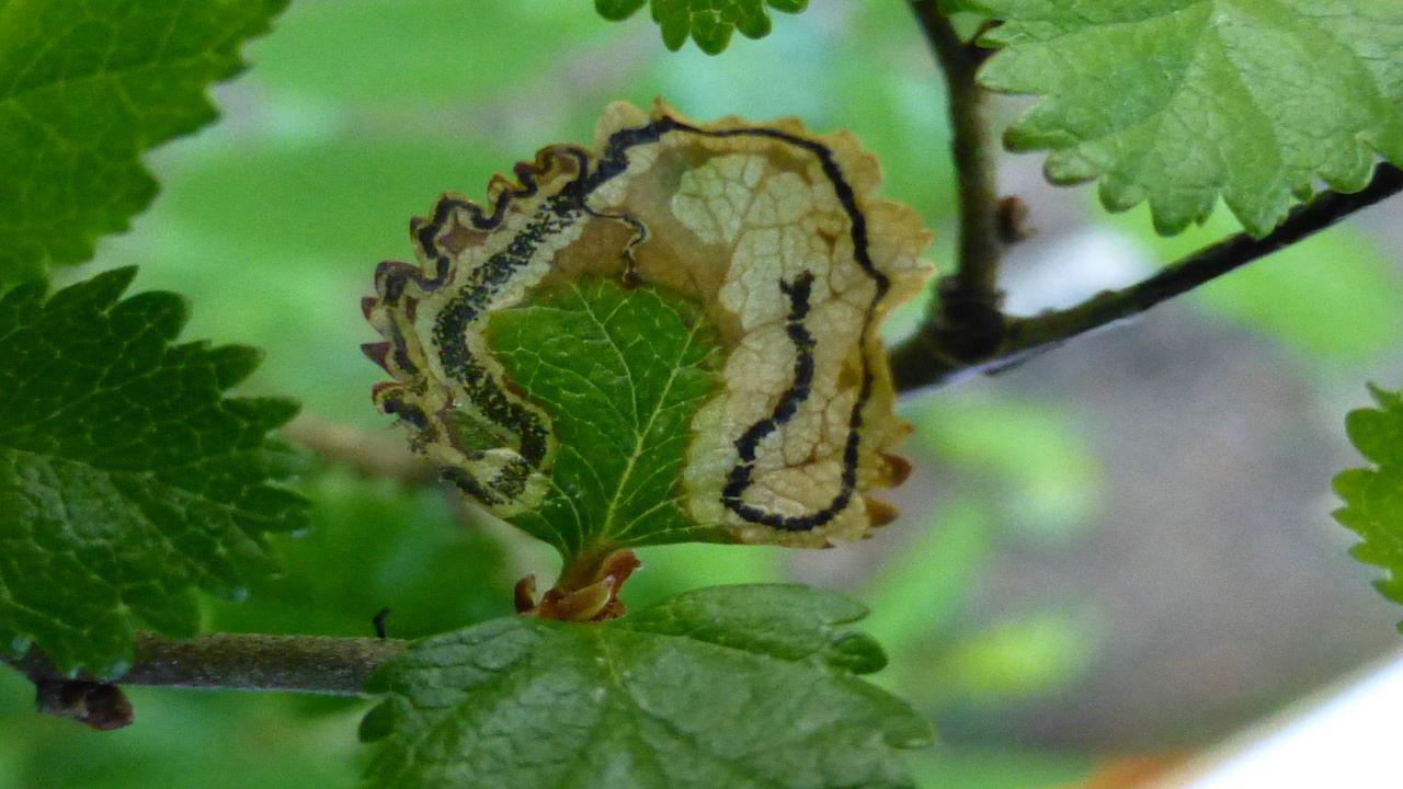 Seminario: Manejo forestal sustentable