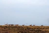 La Econom&iacute;a Social puesta en ejercicio por medio del desarrollo de un circuito socioproductivo de fibra de Guanaco en Patagoni