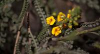 Nueva Feria de Plantas y charla de divulgaci&oacute;n en la UNRN