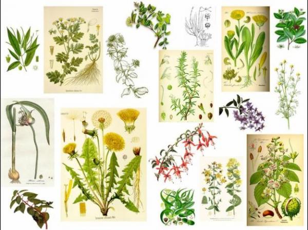Verde Ver Las 230 Plantas Medicinales Mas Efectivas