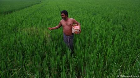Agricultores Indios logran r&eacute;cord mundial de cosechas sin usar transg&eacute;nicos, una aut&eacute;ntica revoluci&oacute;n verde 