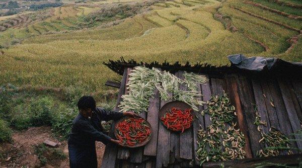 But&aacute;n, el primer pa&iacute;s del mundo en permitir s&oacute;lo la agricultura ecol&oacute;gica