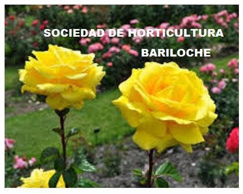 Este martes Sociedad de Horticultura podar&aacute; los rosales del Centro Civico