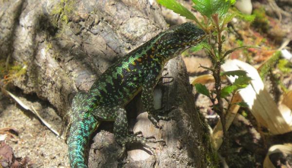 El calentamiento global podr&iacute;a ser letal para un lagarto patag&oacute;nico