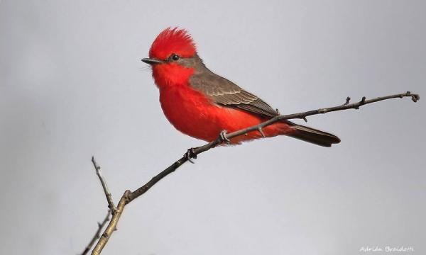 Una nueva aplicaci&oacute;n gratuita permite identificar las aves de todo el pa&iacute;s