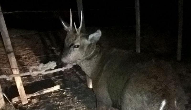 Parques Nacionales sancionar&iacute;a a dos agentes con 20 d&iacute;as de suspensi&oacute;n por muerte del huemul