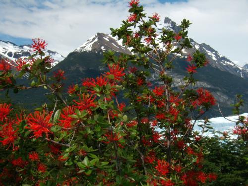 Semana del &Aacute;rbol: reactivan la comisi&oacute;n de arbolado p&uacute;blico y realizan diversas actividades