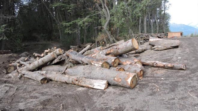 Nadie vela por los bosques de Villa La Angostura