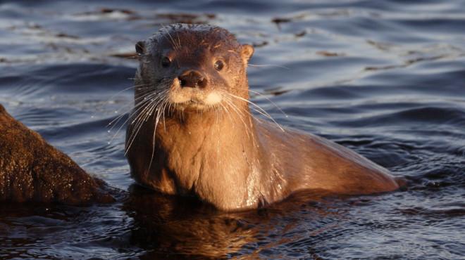 Hay que salvar al huill&iacute;n, una nutria patag&oacute;nica en peligro de extinci&oacute;n