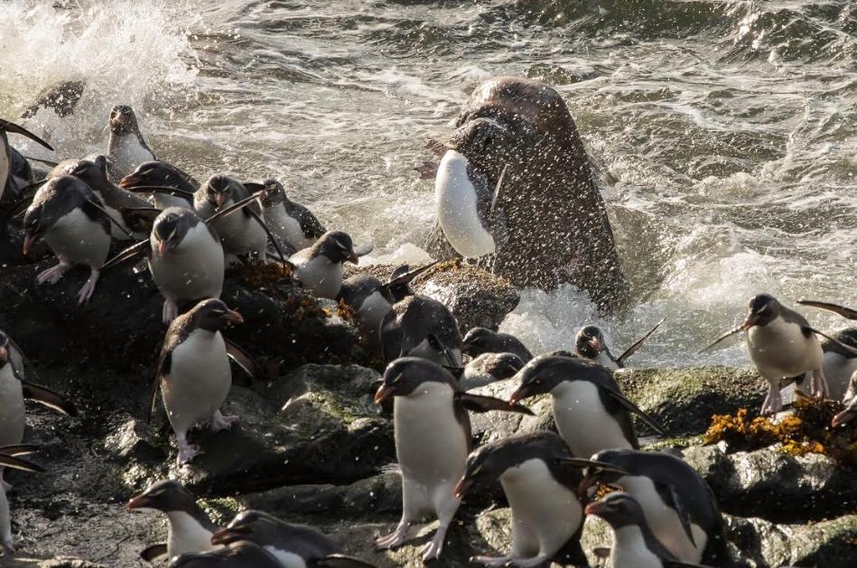 Aprobaron la creaci&oacute;n de dos &Aacute;reas Marinas Protegidas en el Mar Patag&oacute;nico