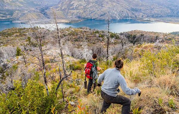  Voluntarios plantaron 11.500 coihues y cipreses para restaurar los bosques quemados en Cholila