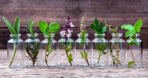 12 hierbas arom&aacute;ticas para cultivar en agua todo el a&ntilde;o