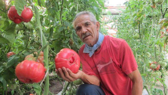 Semillas ancestrales: Agricultores chilenos rescatan el tomate con sabor a infancia