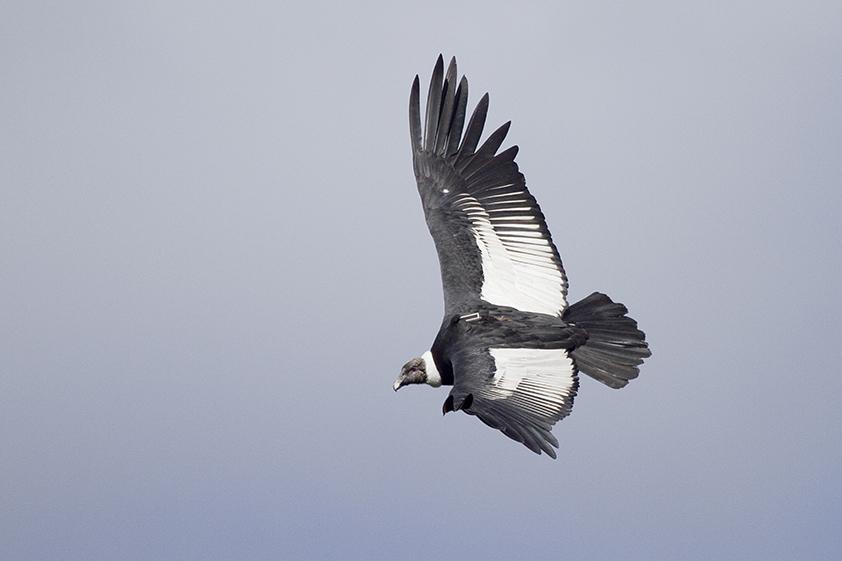 C&oacute;ndor andino: el arte de volar en las alturas con el m&iacute;nimo esfuerzo