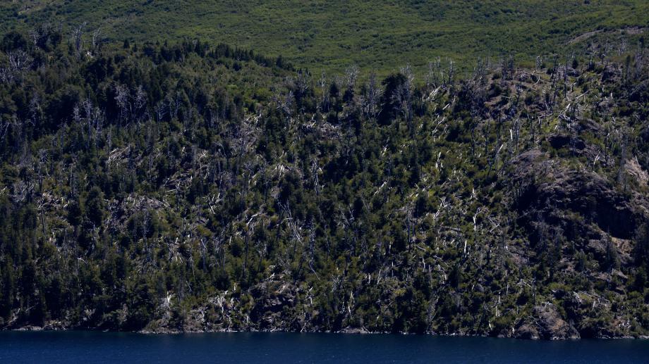 El bosque nativo del cerro Catedral renaci&oacute; de sus cenizas