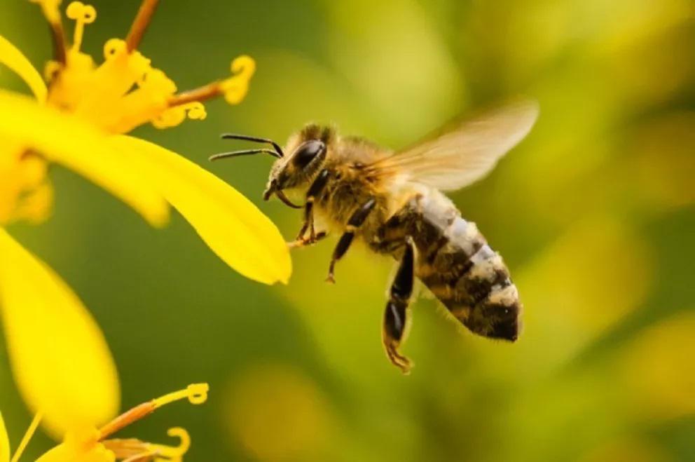 Qu&eacute; pasar&iacute;a si las abejas dejaran de existir