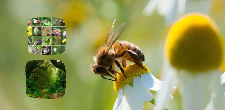 Abejas mel&iacute;feras, polinizadores silvestres y biodiversidad