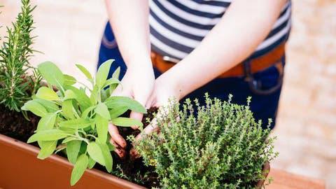 Huerta en casa: c&oacute;mo multiplicar las plantas arom&aacute;ticas