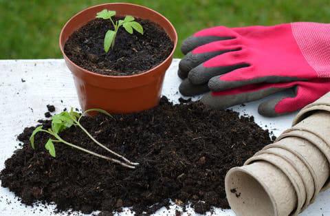 Auge mundial de la jardiner&iacute;a, beneficia la salud p&uacute;blica