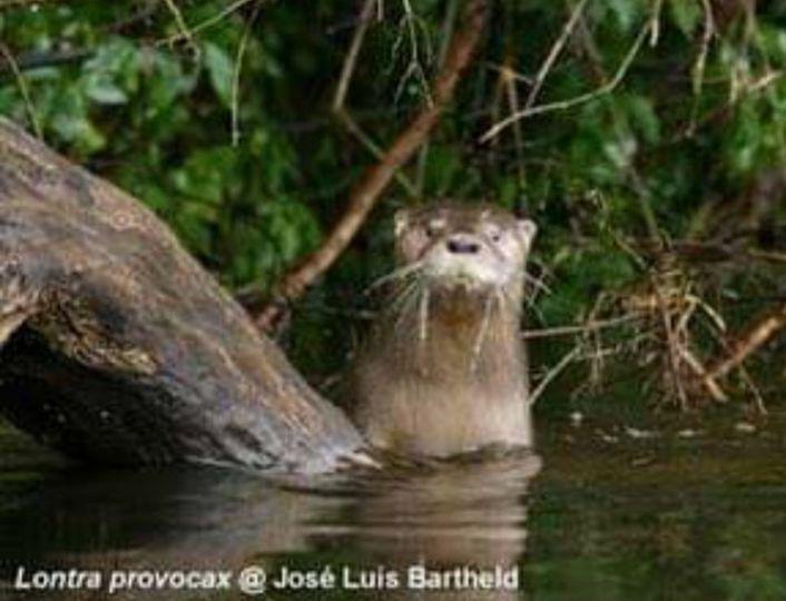  HUILLIN (Lontra provocax): una nutria con la que convivimos en Bariloch