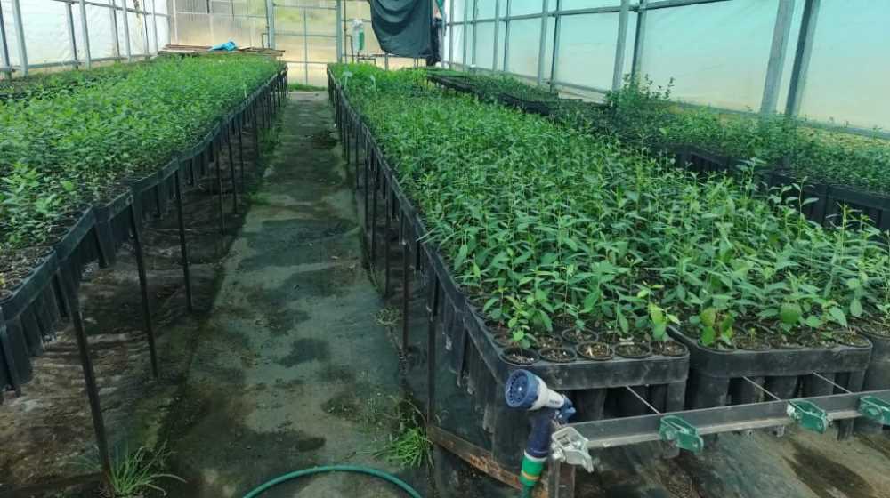 Producci&oacute;n crea un banco de plantas para restaurar zonas degradadas