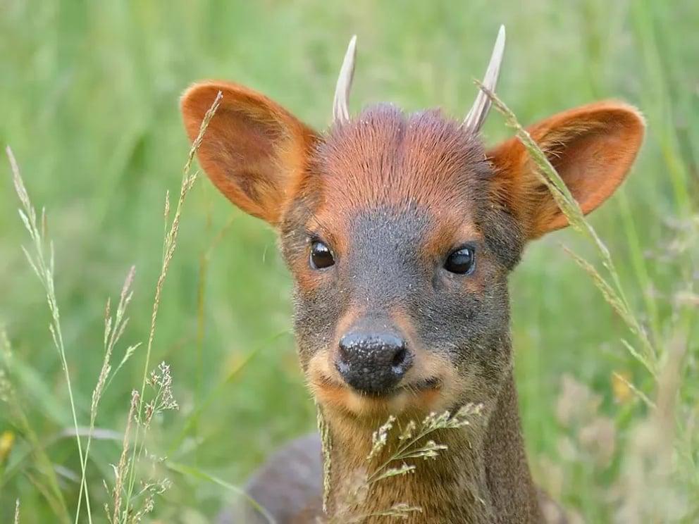 &iquest;Qu&eacute; pasa con el pud&uacute;?