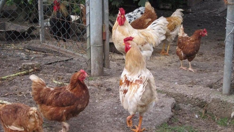 La UNRN ofrece una clase abierta gratuita para conocer informaci&oacute;n sobre la gripe aviar