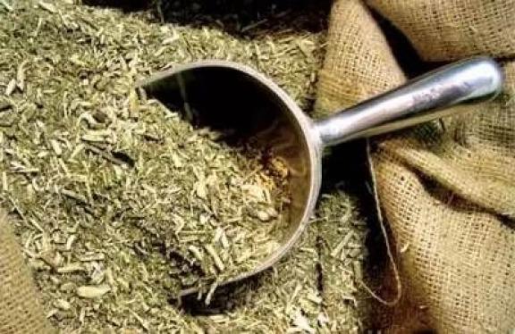 Un hallazgo argentino le abre una nueva puerta a la yerba mate