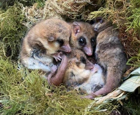 Monitos del monte: "son los sembradores de nuestros bosques"