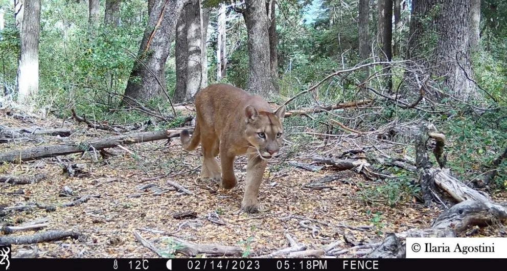 Investigan sobre los carn&iacute;voros y otros mam&iacute;feros de las &aacute;reas boscosas