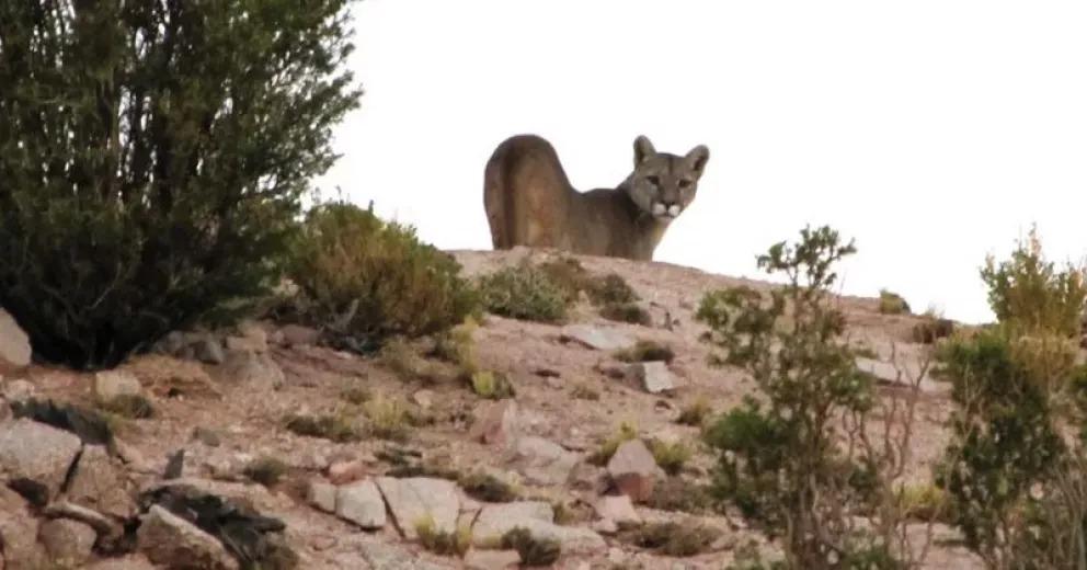 Puma suelto en &aacute;rea de gran afluencia tur&iacute;stica de isla Victoria genera mucha preocupaci&oacute;n