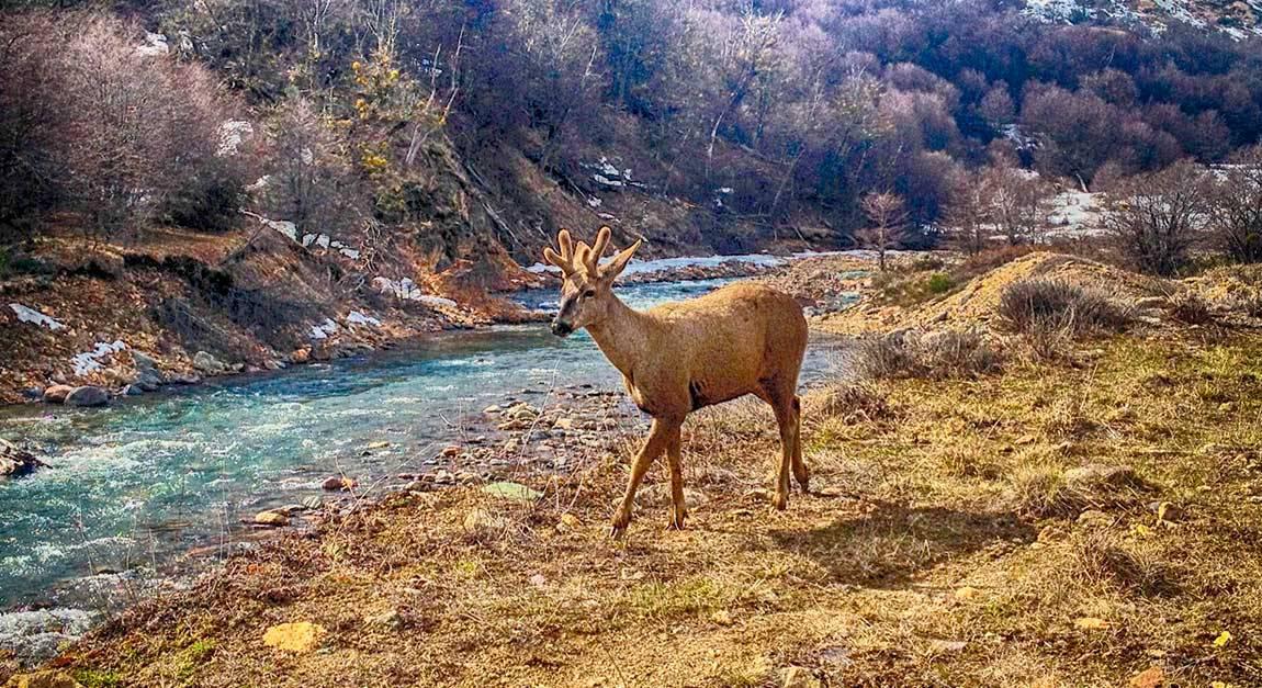 Acciones de recuperaci&oacute;n del H&aacute;bitat para el Huemul