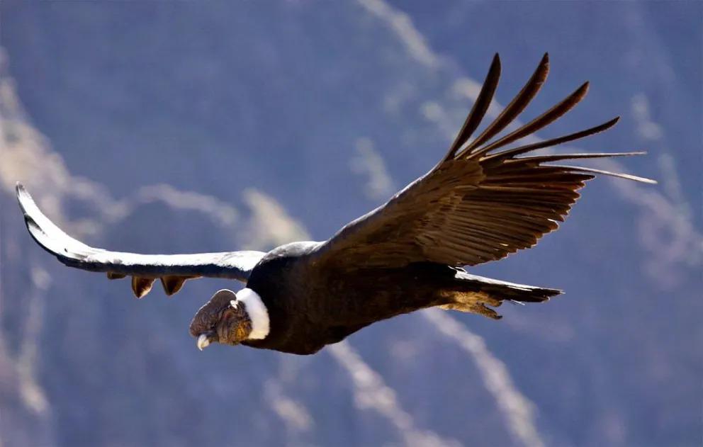 Bariloche ser&aacute; escenario del evento de observaci&oacute;n de aves m&aacute;s grande del mundo