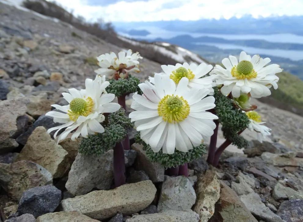 C&oacute;mo disfrutar la monta&ntilde;a sin da&ntilde;arla: charla virtual sobre flora y conservaci&oacute;n